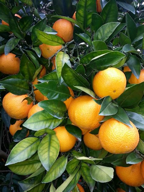 Navel Orange Freshpro Exports Limited