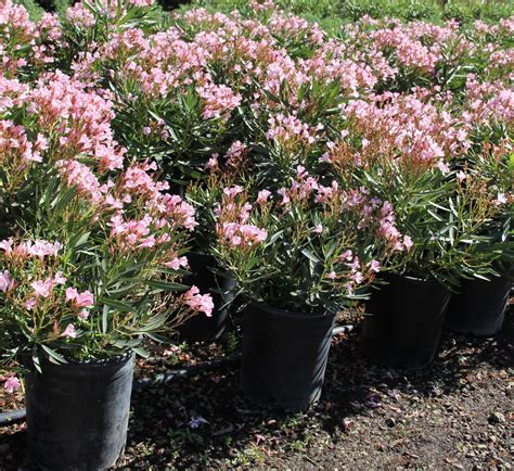 Nerium Oleander Petite Pink Mother Plant Flowering Shrubs