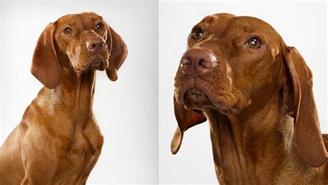 It is slightly longer on the underside of the tail and the back edge of the hips, and. Vizsla : Dog Breed Selector : Animal Planet