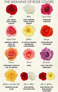 Rose Color Meanings Wait What Pinterest
