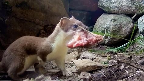 Stoat Mother Hunts To Feed Kits Weasels Feisty And Fearless Bbc