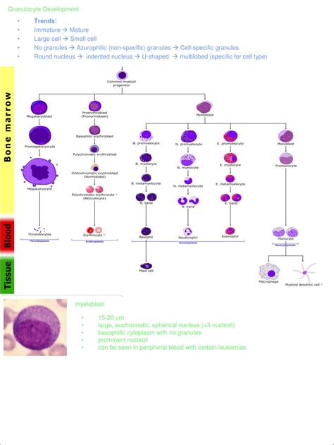 Ppt Morphology Of Normal White Blood Cells Powerpoint Presentation