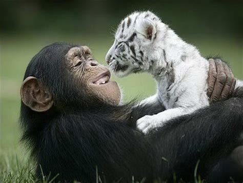 25 Powerful Images Of Animal Love Can Teach Us So Much About Ourselves