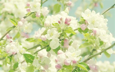 Pastel Floral Wallpaper Desktop Leo Apple Flowers Blooming Apples Spring Flowers