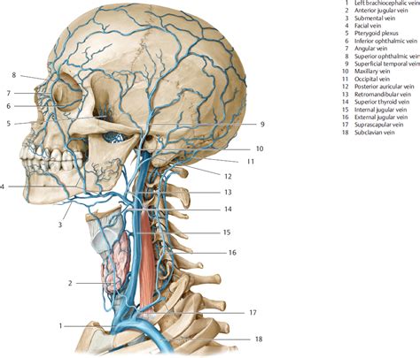 Part Iii Topography Of The Head And Neck Radiology Key