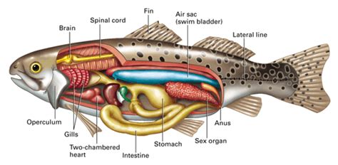 Check spelling or type a new query. Jawed Fish Heart Chambers / Fish Diversity Answers ...