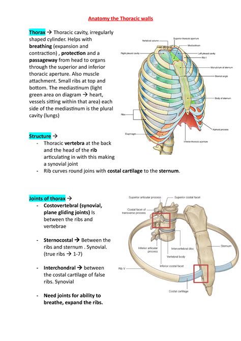 Thoracic Walls And Diaphragm Anatomy The Thoracic Walls Thorax
