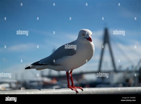 Wild Australian Seagull Bird T At The Sydney Coast Stock Photo Alamy