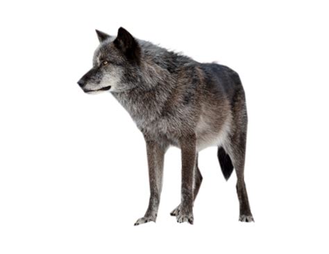 Wolf Png Transparent Images Png All