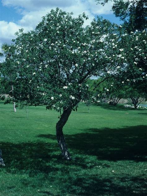 We did not find results for: "Texas Olive" Cordia boissieri. Nonstop blooming evergreen ...