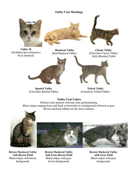 Identify Cat Breed Cat Lover Cat Training