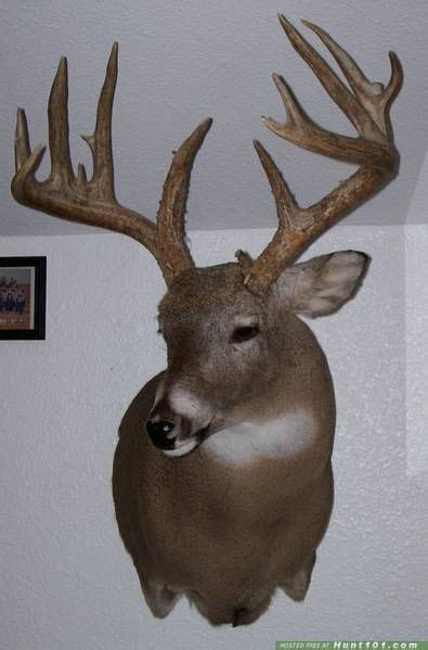 Post Your Taxidermy Mounts Here In 2020 Taxidermy Mounts Whitetail