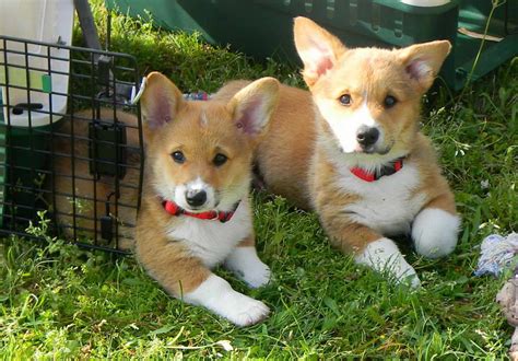 Hat creek corgis, breeding quality health tested corgis in texas with excellent structure, outstanding temperaments and unique colors. Corgi Puppies For Sale In East Texas | PETSIDI