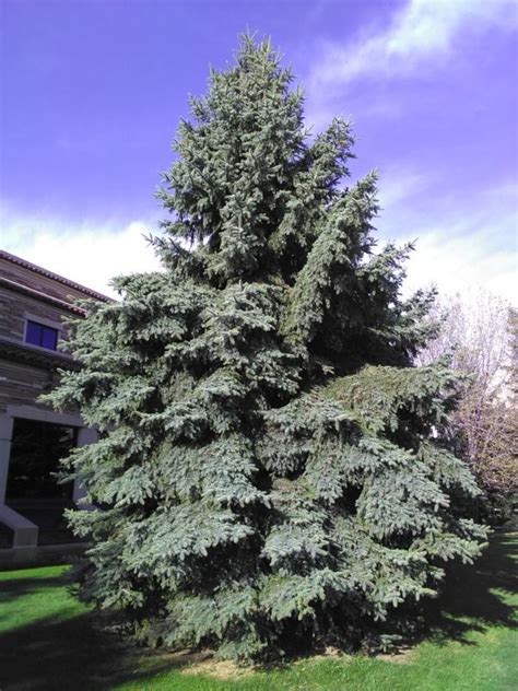 Colorado blue spruce trees are prized for their ornamental value and pyramidal shape. Colorado Blue Spruce