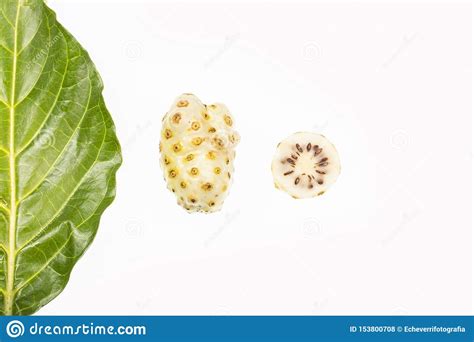 Fruit Of Great Morinda Noni Or Morinda Citrifolia Stock Photo Image