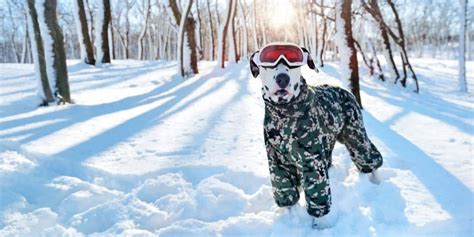How To Choose The Right Dog Snow Suit For Your Pups Bone Voyage Dog