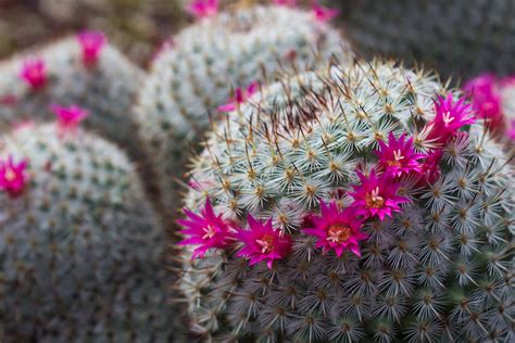 Flowering succulent plants succulent plants with flowers. Growing Pink Cacti - Learn About Pink Tinted Cactus Or ...