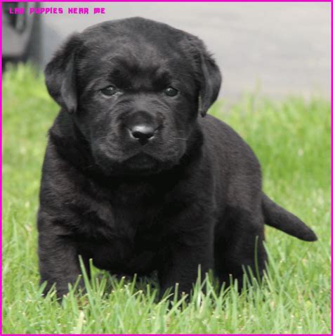 Yellow lab puppies born january 30, 2021. 10 Cool Lab Puppies Near Me in 2020 | Lab puppies, Puppies ...