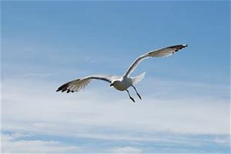 Siendo indeferente a lo que su hijo hace argumentando a favor de la vida de las gaviotas apelando a. Juan Salvador Gaviota - Paperblog
