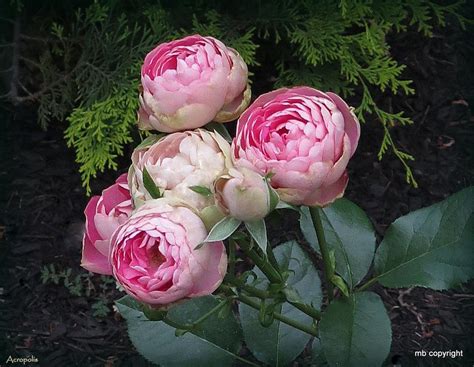 Rose (Rosa 'Acropolis') in the Roses Database - Garden.org