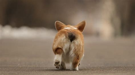 Corgi Butts Drive Us Nuts 26 Adorable Fluffy Rear Ends