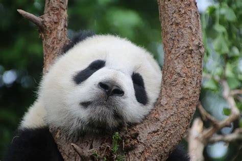 Why Are Giant Pandas Endangered Today Environment Buddy