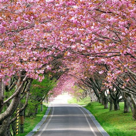 10 Top Cherry Blossom Tree Wallpaper Desktop Full Hd 1920×1080 For Pc