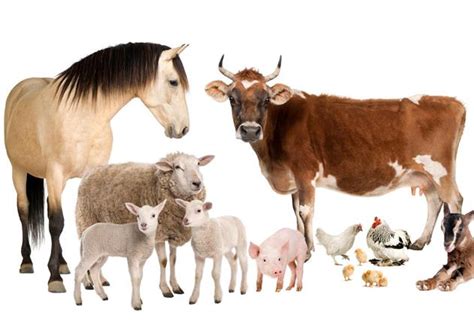 Chez la ferme des animaux, nous aimons tous les animaux : Animaux de la ferme : pourquoi peuvent-ils faire peur aux ...