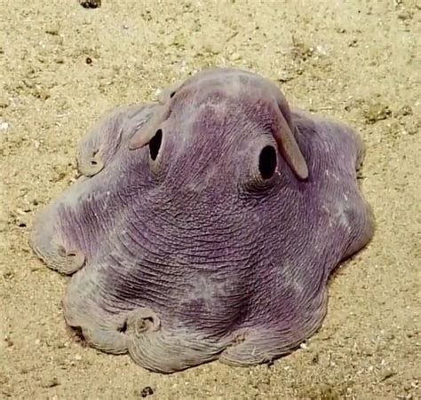 Cute Octopus Dumbo Octopus Deep Sea Creatures Weird Animals