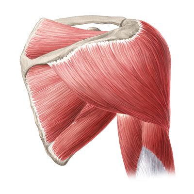 Browse images in a netter publication. Shoulder Muscles Diagram Unlabeled / 16 Muscular System ...