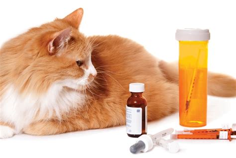 Acute Pain In Cats Treatment With Nsaids Todays Veterinary Practice
