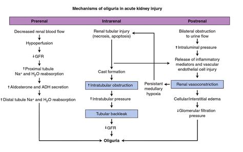 Oliguria Acute Kidney Injury Explained Archives Graph Diagram