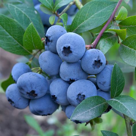 1 Gal Tifblue Blueberry Abundance Of Berries