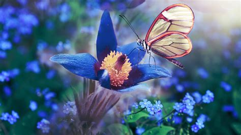 Download Wallpaper 1920x1080 Blue Flower Butterfly Meadow Macro