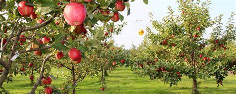 Apples Bare Root Trees Dwarf Gilbys Orchard Aitkin Mn