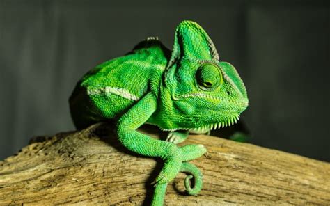 Easiest Chameleon To Take Care Of Other Peoples Pets