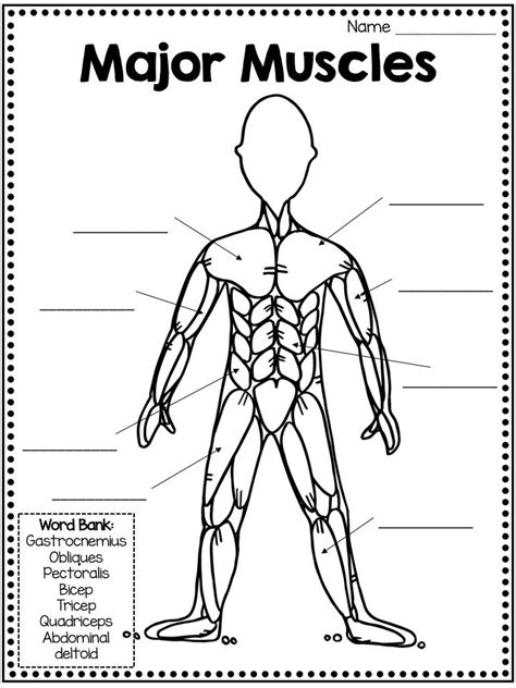 Muscles Of The Body Worksheet
