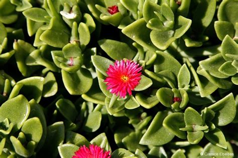 I cant tell you the name of this red succulent but it grows rather large and has these tiny spikes of bright yellow flowers.which make it very attractive. Aptenia cordifolia | PLANTBOOK