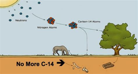 Believed to be reliable up to 40,000 years. NephiCode: Digging Deeper - Why Equilibrium has not Been ...