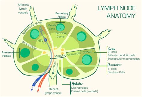 Lymph Vessels In Body