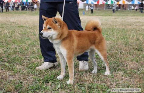 Shiba Inu Dog Breed History And Some Interesting Facts