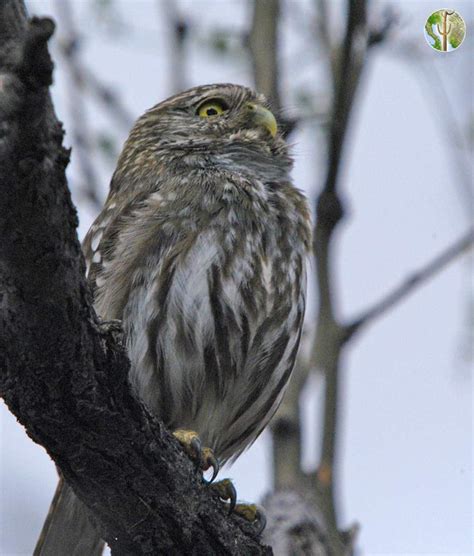 Protected from direct take of individuals and nests/eggs by the migratory bird habitat: Cactus ferruginous pygmy-owl, Glaucidium brasilianum ...