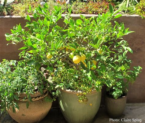 Citrus trees prefer their soil evenly moist and never soggy. An Alameda Garden: How to Repot a Citrus Tree