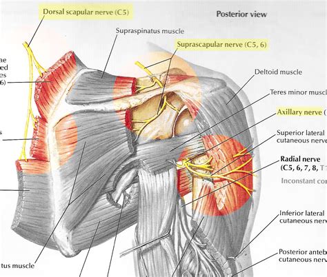 Nervo Dorsal Da Escápula