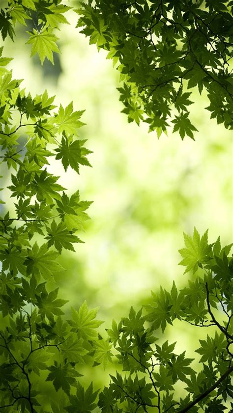 Green Maple Leaves The Iphone Wallpapers