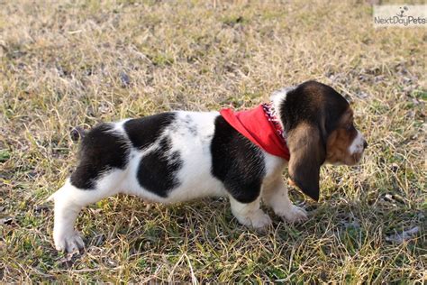 The basset hound puppies that we sell have received the very best care possible while they are here,but once they leave we cannot control what they are exposed to!! Basset Hound puppy for sale near Dallas / Fort Worth, Texas | 21b4d7d7-b731