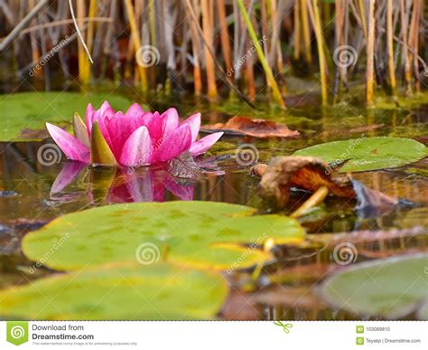 Red Water Lily Stock Photo Image Of View Leaf Nature 103089810