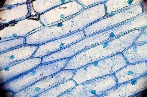 Check spelling or type a new query. Cell Nucleus - Key Stage Wiki