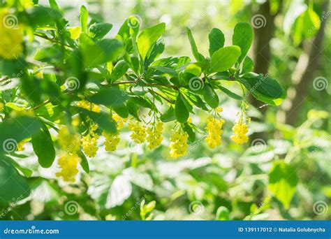 Yellow Flowers On The Barberry Bush Stock Photo Image Of Evergreen