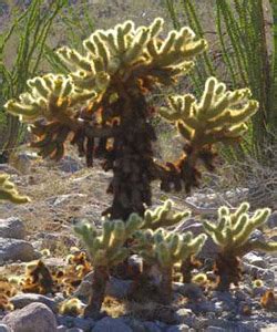 The senecio, part of the daisy family, is a flowering plant that comes in a variety of shapes and colors. A kids guide to the plants of Anza-Borrego